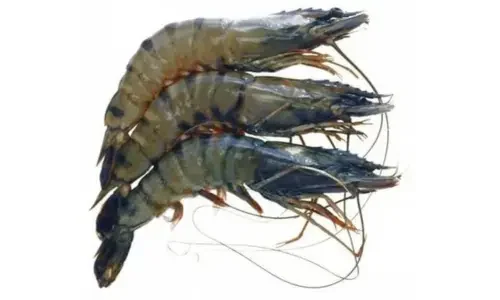 Fresh tiger prawns from seafood wholesale supplier in Kochi, India