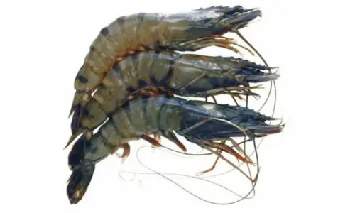 Fresh tiger prawns from seafood wholesale supplier in Kochi, India